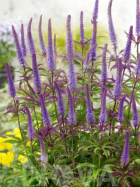 Veronicastrum virginicum ´Cupid´