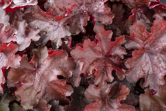 Heuchera ´Rex Fire´