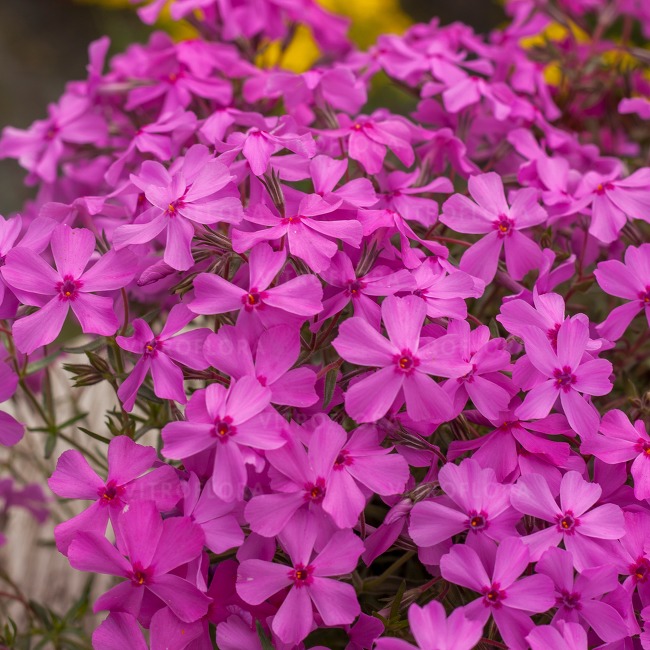 Phlox subulata ´Spring® Dark Pink´