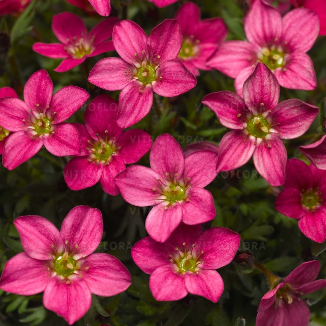 Saxifraga x arendsii ´Alpino Early Carnival´