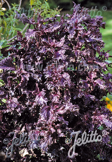 Perilla frutescens var. crispa ´Red Shiso´
