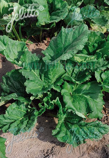 Rheum rhabarbarum ´Victoria´
