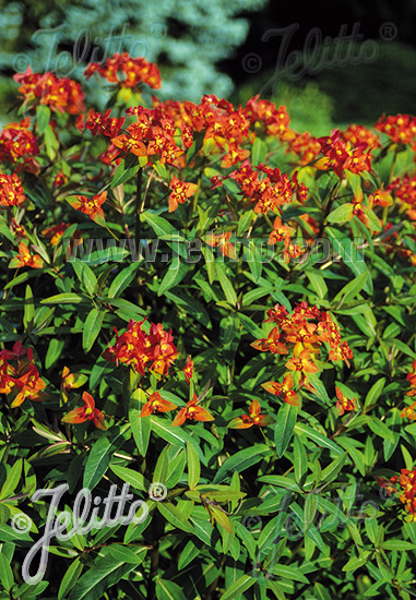 Euphorbia griffithii