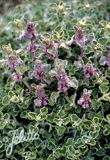 Marrubium supinum