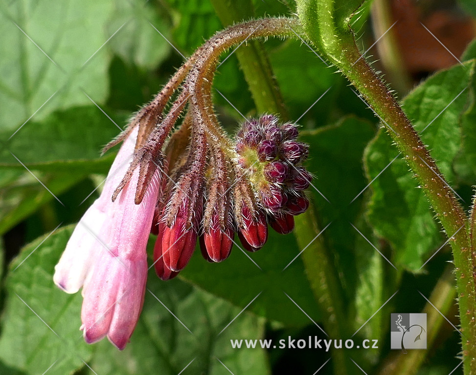 Symphytum grandiflorum ´Wisley Blue´