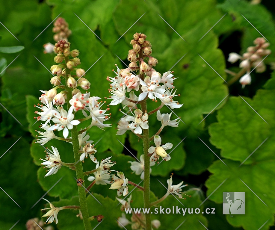 Tiarella wherryi