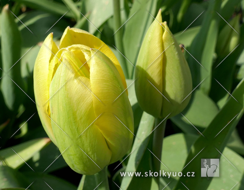 Tulipa ´Big Smile´