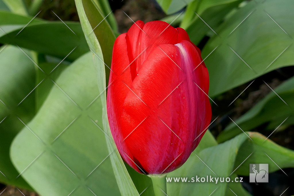 Tulipa - skupina Triumph ´Hollandia´