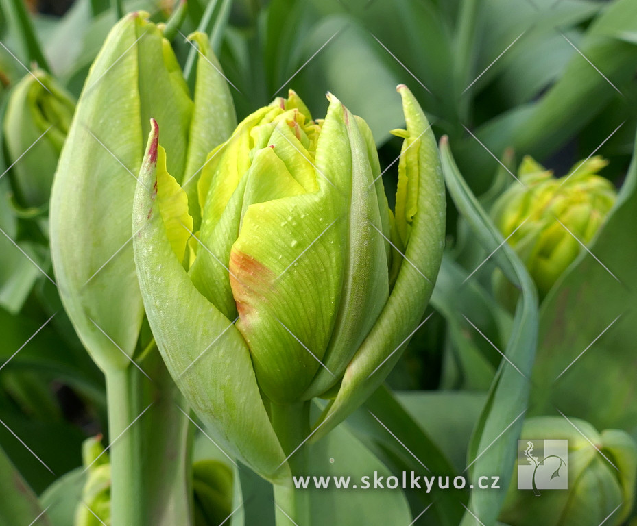 Tulipa ´Monsella´