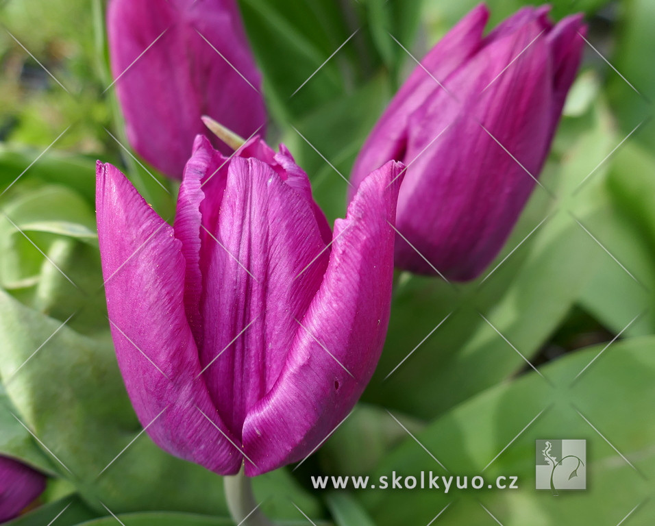 Tulipa - rané ´Purple Prince´