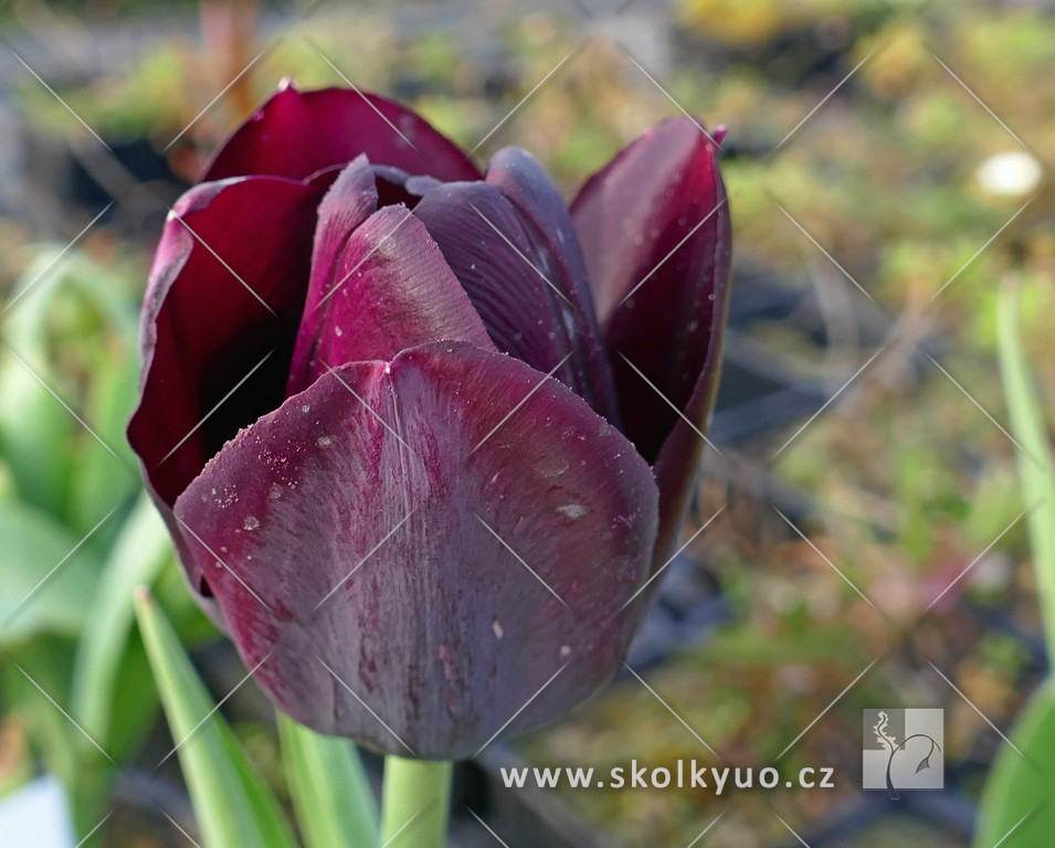 Tulipa ´Queen of Night´