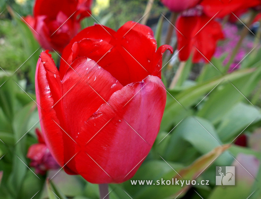 Tulipa ´Red Impression´