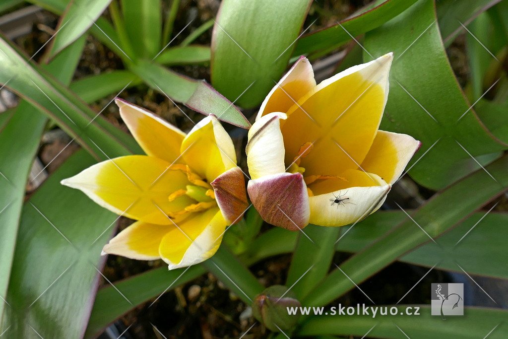 Tulipa tarda