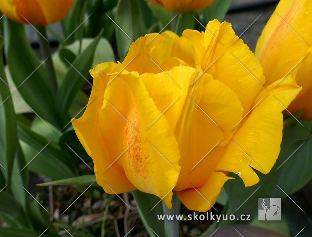 Tulipa ´Yellow Flair´