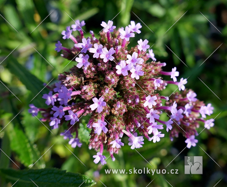 Verbena bonariensis