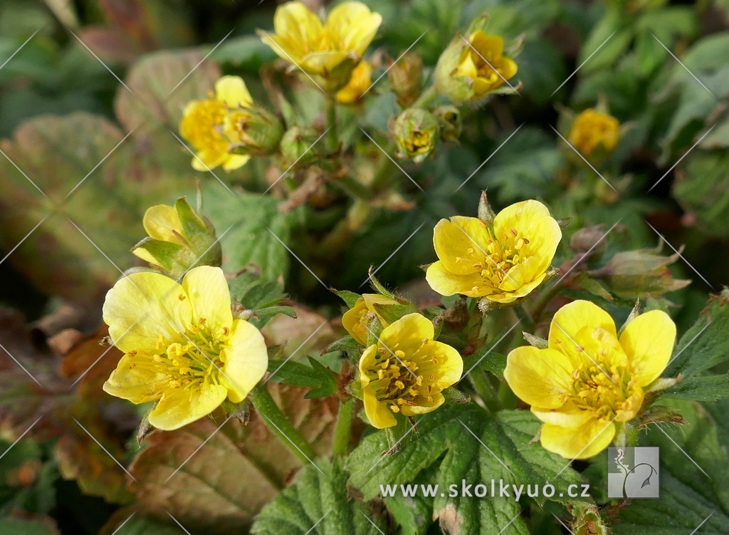 Waldsteinia geoides