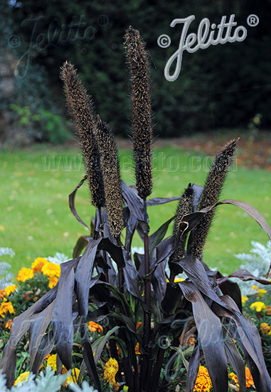Pennisetum glaucum ´Purple Baron´