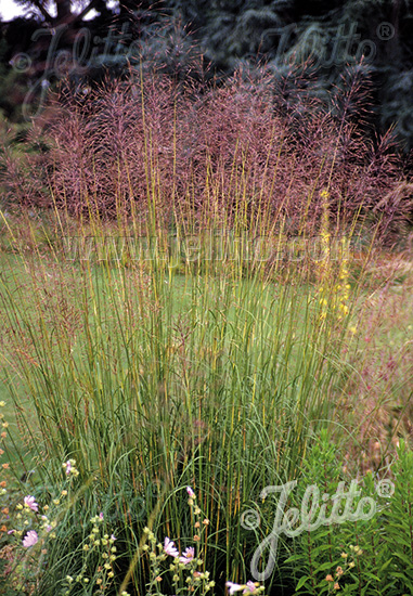Chrysopogon gryllus