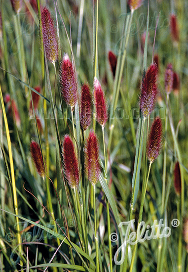 Pennisetum thunbergii