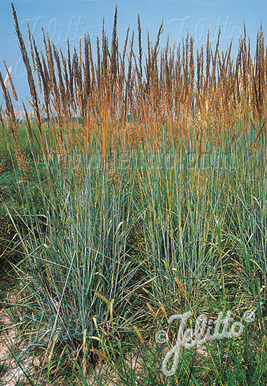 Sorghastrum nutans ´Indian Steel´