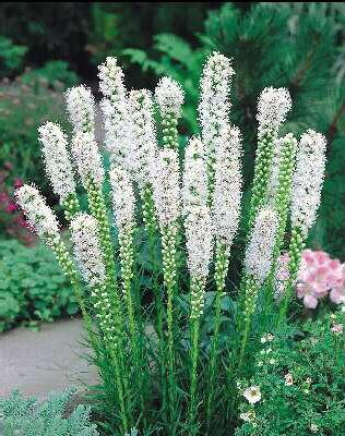 Liatris spicata ´Alba´