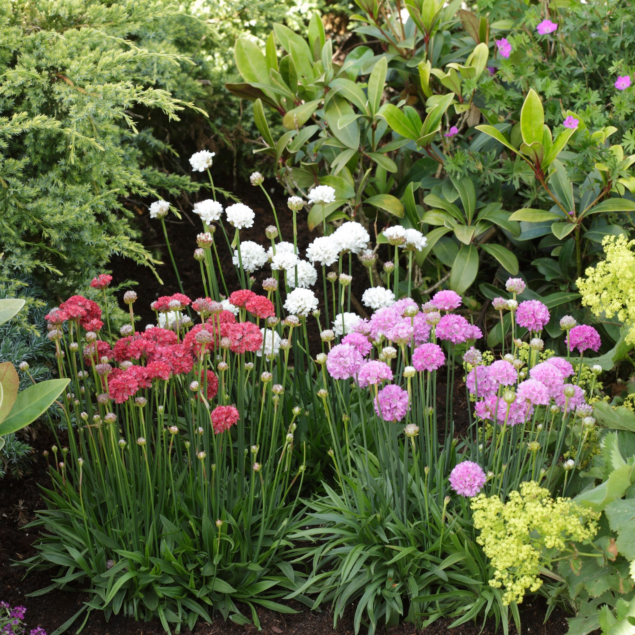 Armeria pseudarmeria ´Ballerina Purple Rose´