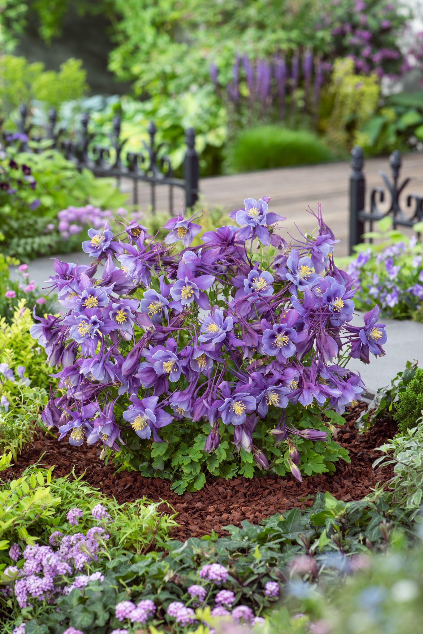 Aquilegia caerulea ´Earlybird± Purple Blue´