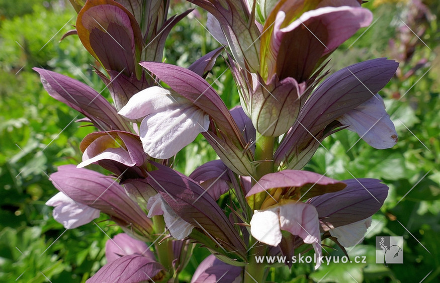 Acanthus hungaricus