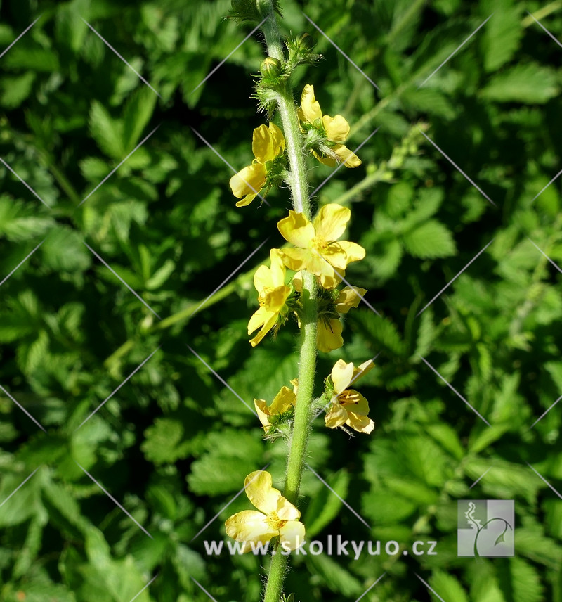 Agrimonia eupatoria