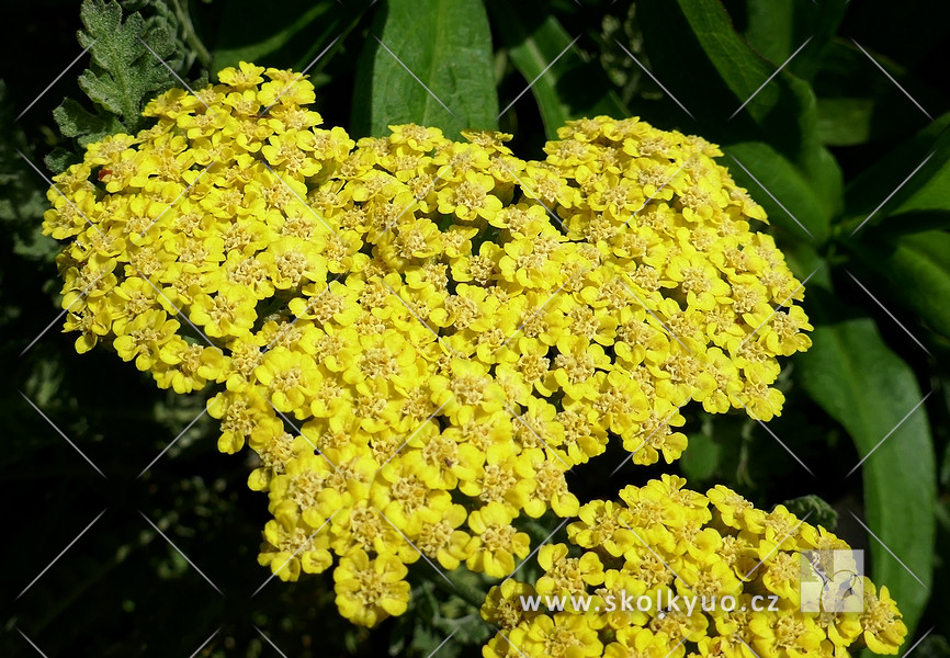 Achillea millefolium ´Sassy Summer Lemon´