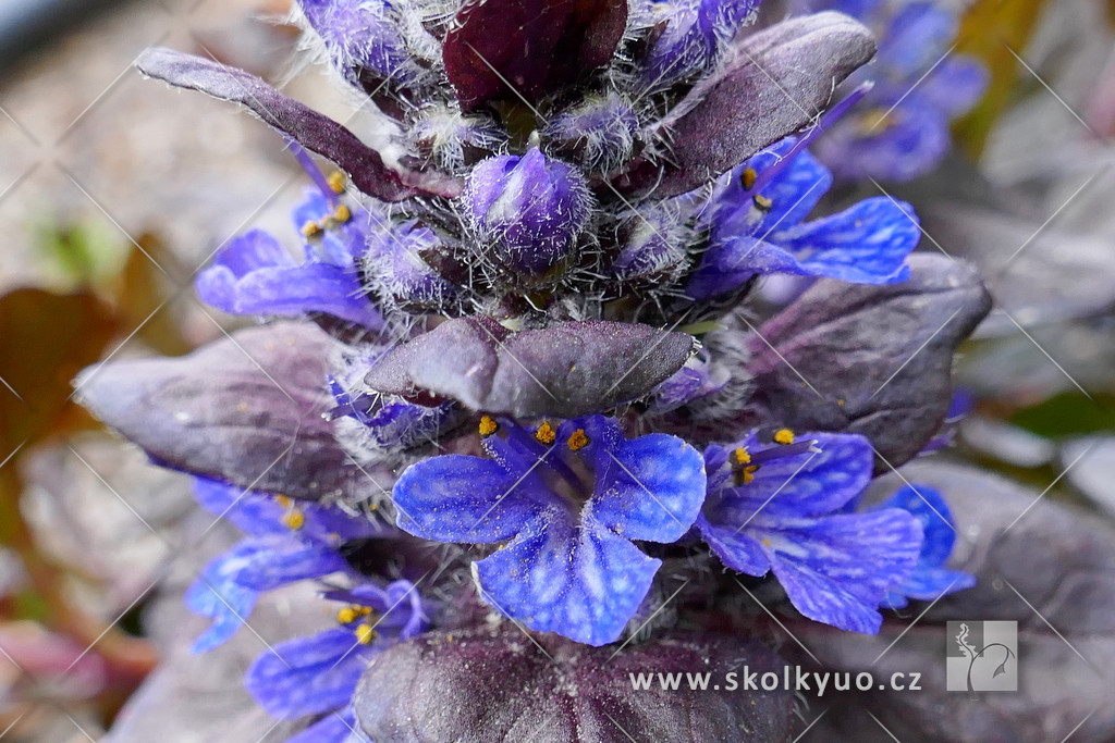 Ajuga reptans ´Black Scallop´