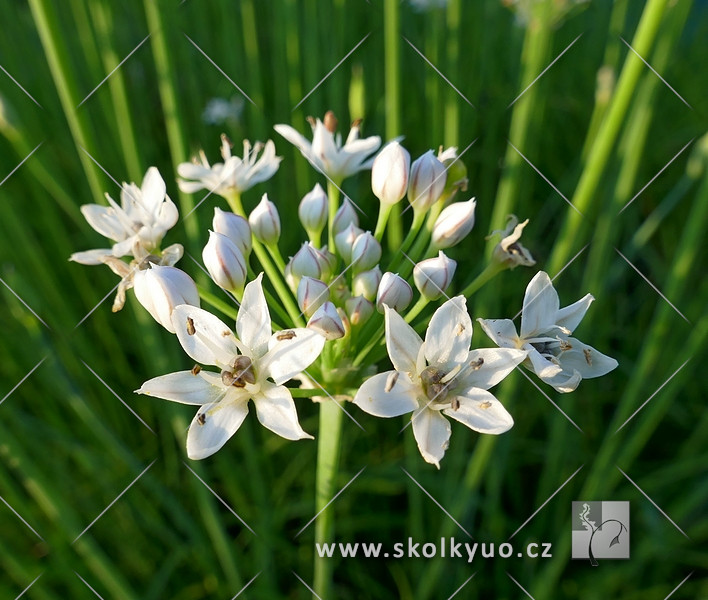 Allium tuberosum