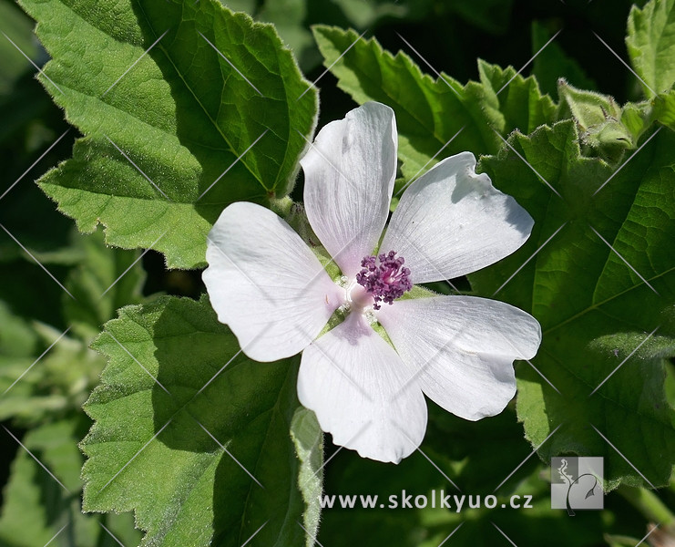 Althaea officinalis