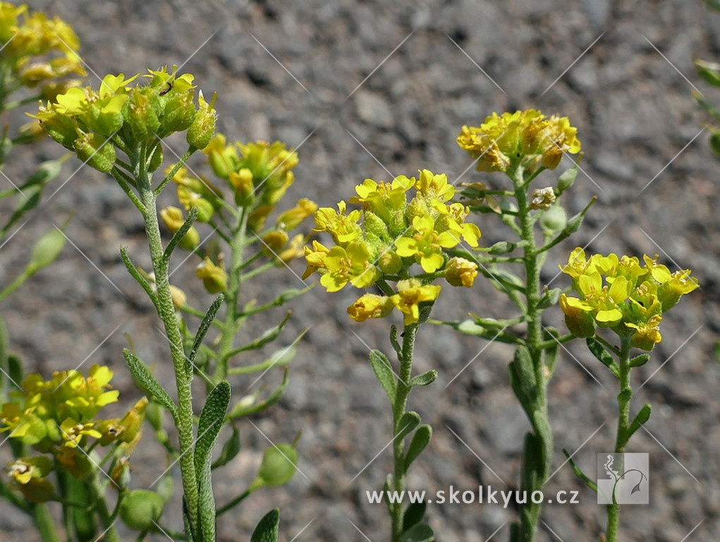 Alyssum montanum