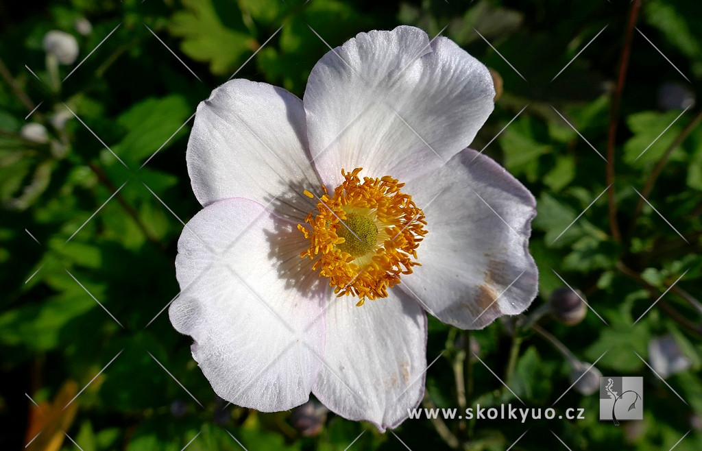 Anemone hupehensis