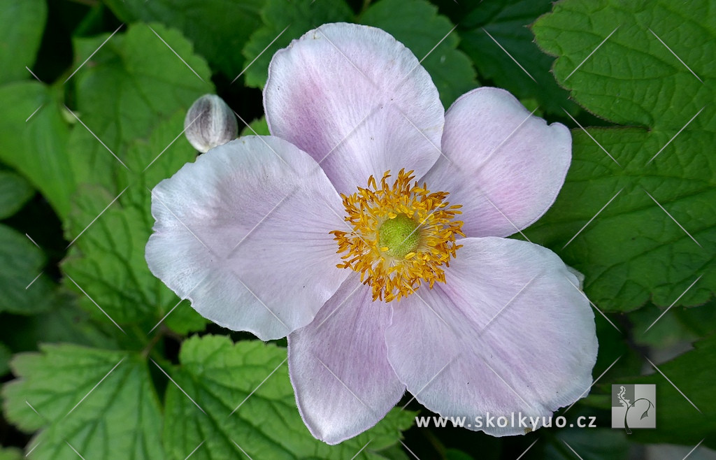 Anemone tomentosa ´Robustissima´