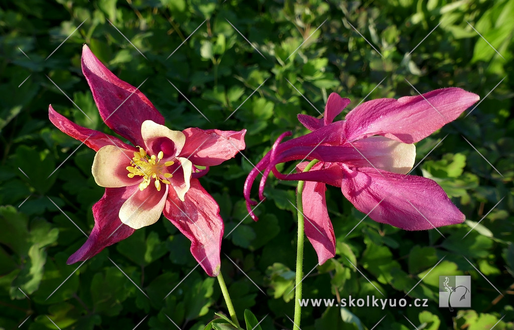 Aquilegia caerulea ´Spring Magic Rose and Ivory´