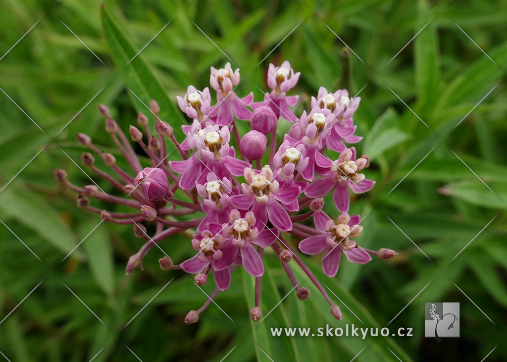 Asclepias incarnata