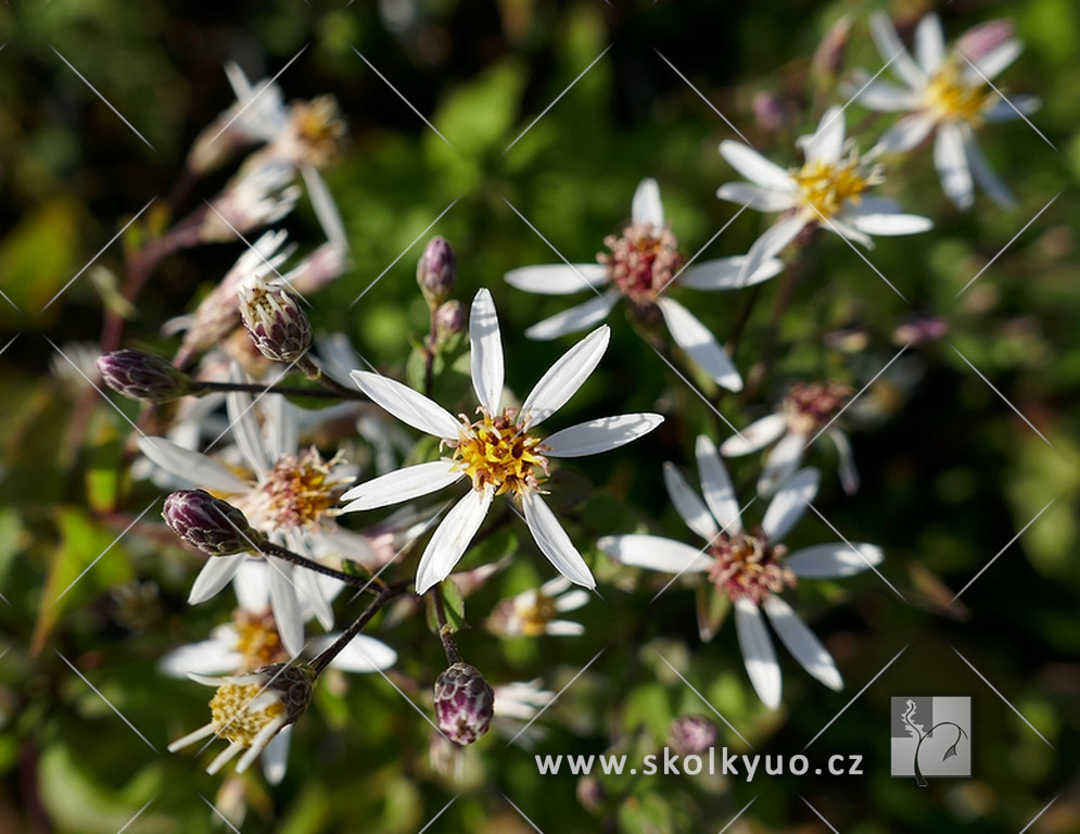 Aster divaricatus