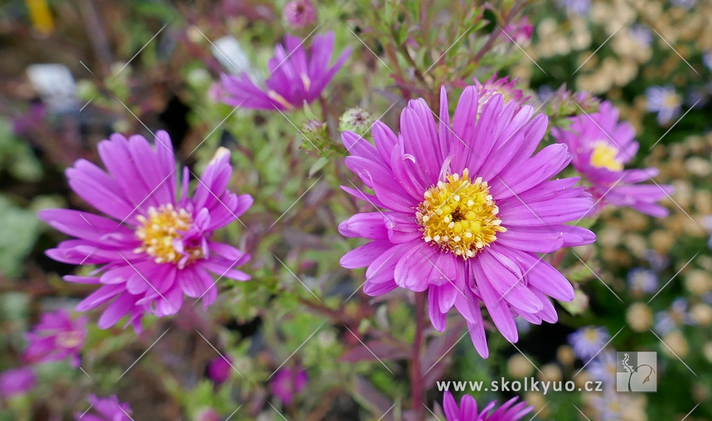 Aster ´Carmen´