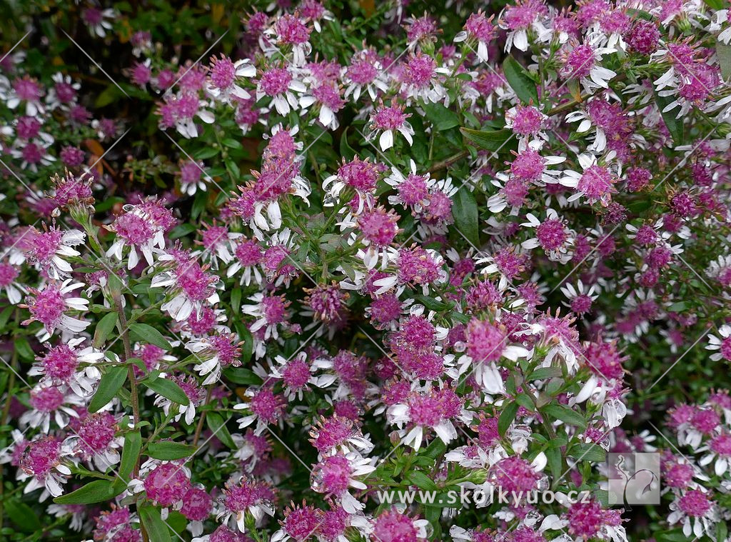 Aster lateriflorus ´Horizontalis´