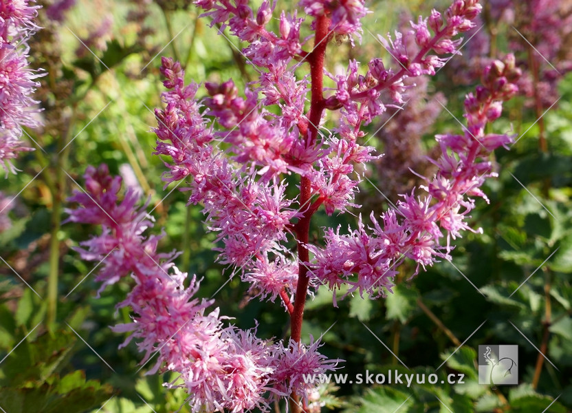 Astilbe arendsii ´Grande´