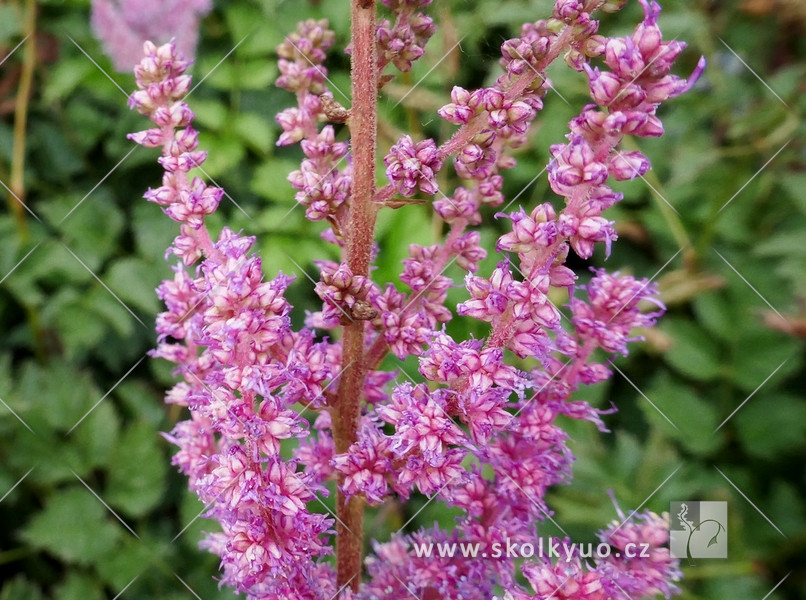 Astilbe chinensis ´Purpurkerze´