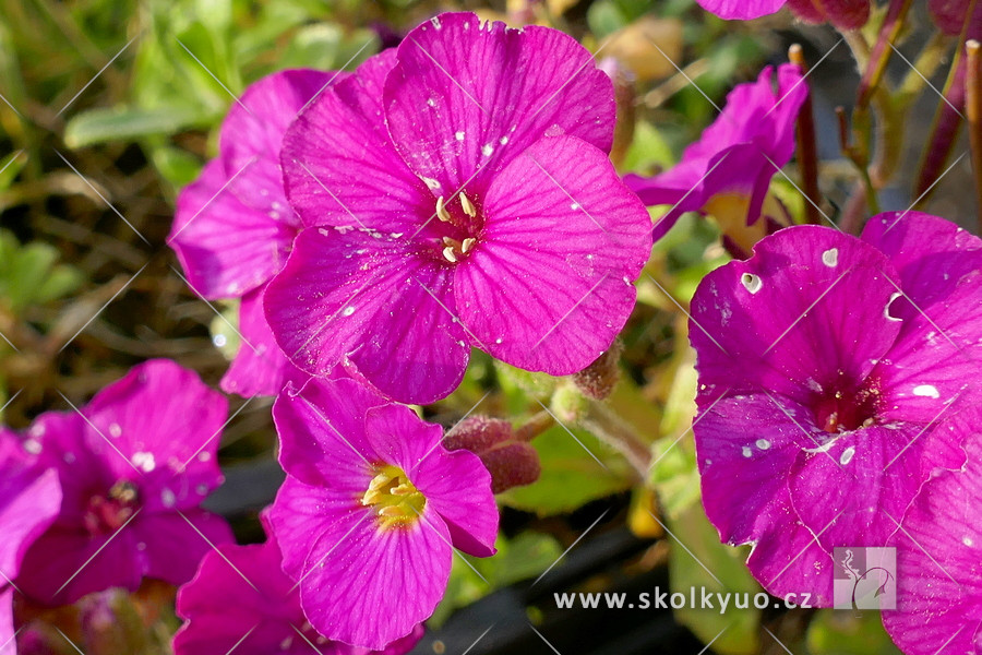 Aubrieta ´Regado Red´