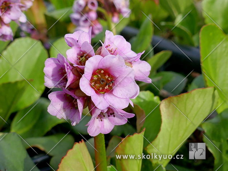 Bergenia crassifolia