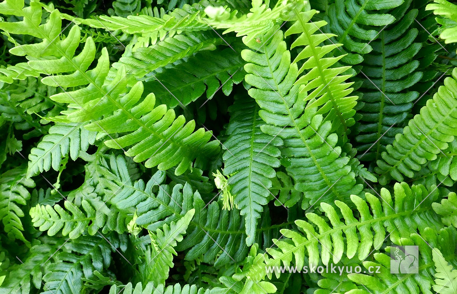 Blechnum spicant