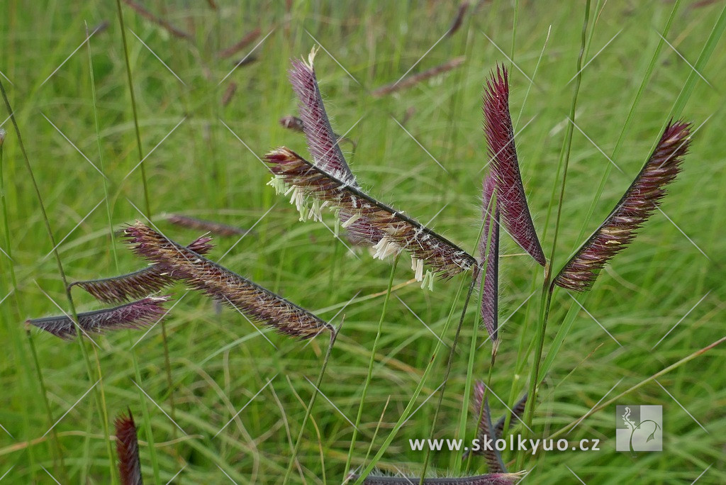 Bouteloua gracilis (oligostacha)