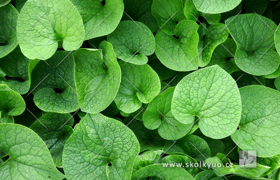 Brunnera macrophylla