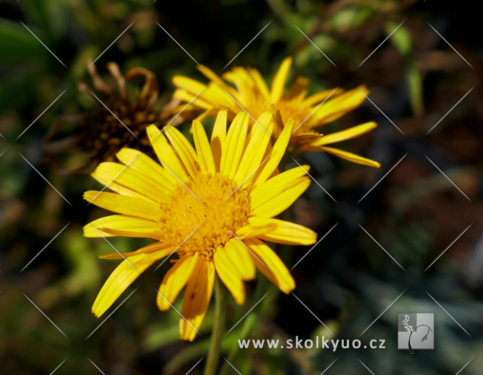 Buphthalmum salicifolium