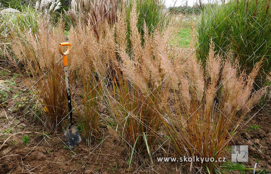 Calamagrostis brachytricha